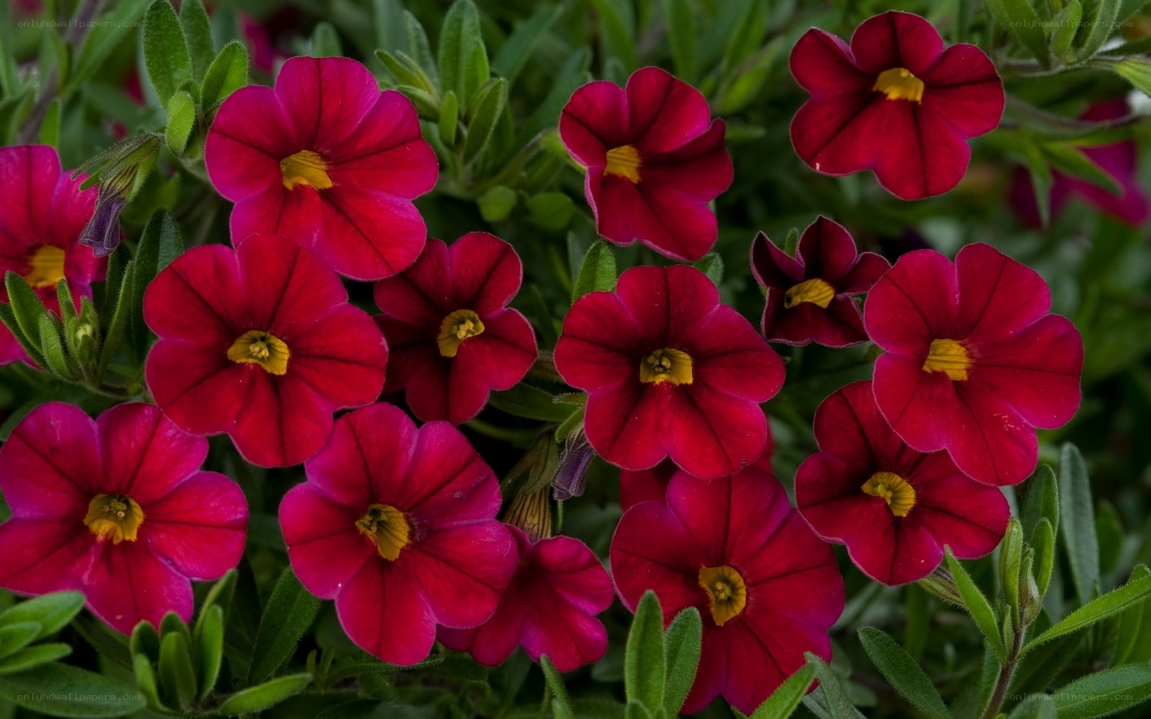 vibrant red petunias in bloom