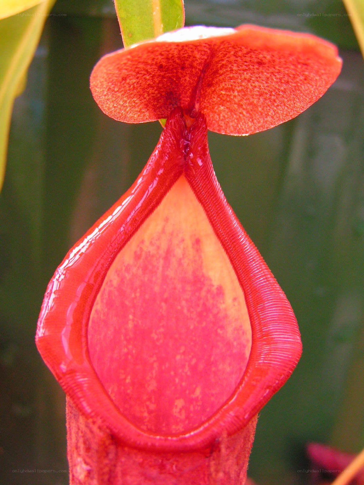 vibrant red pitcher plant