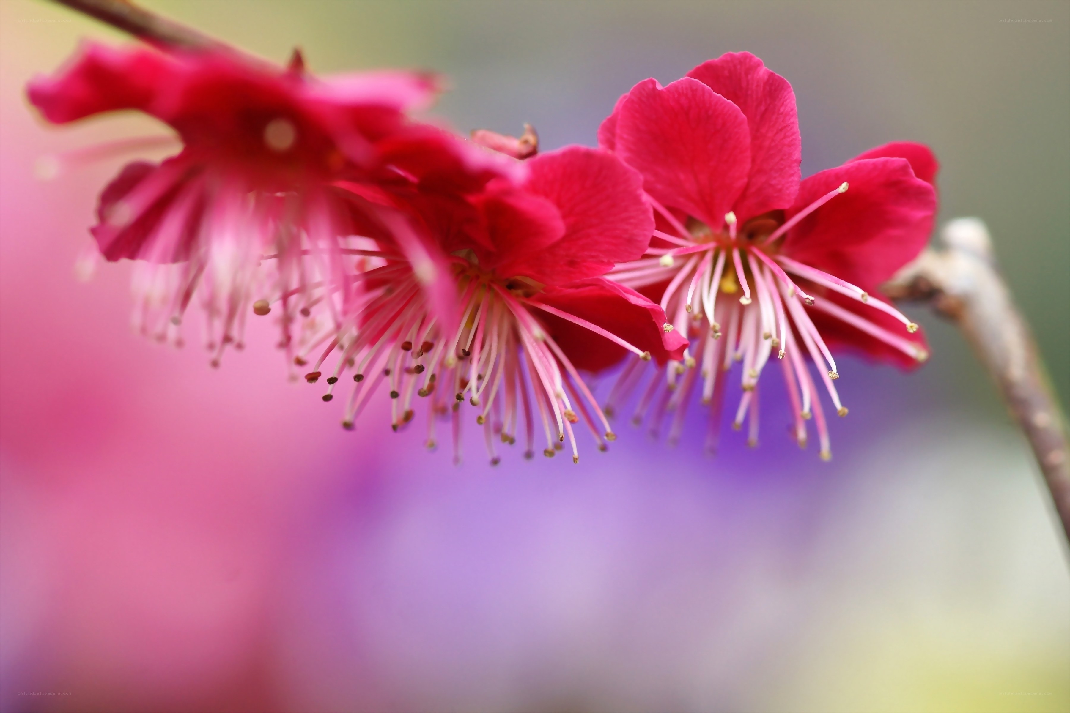 Vibrant red plum blossoms