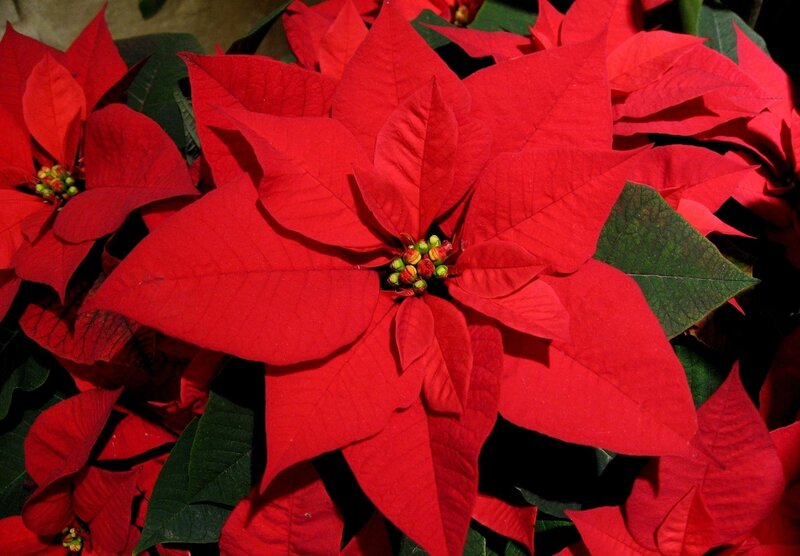 Vibrant red poinsettia flowers
