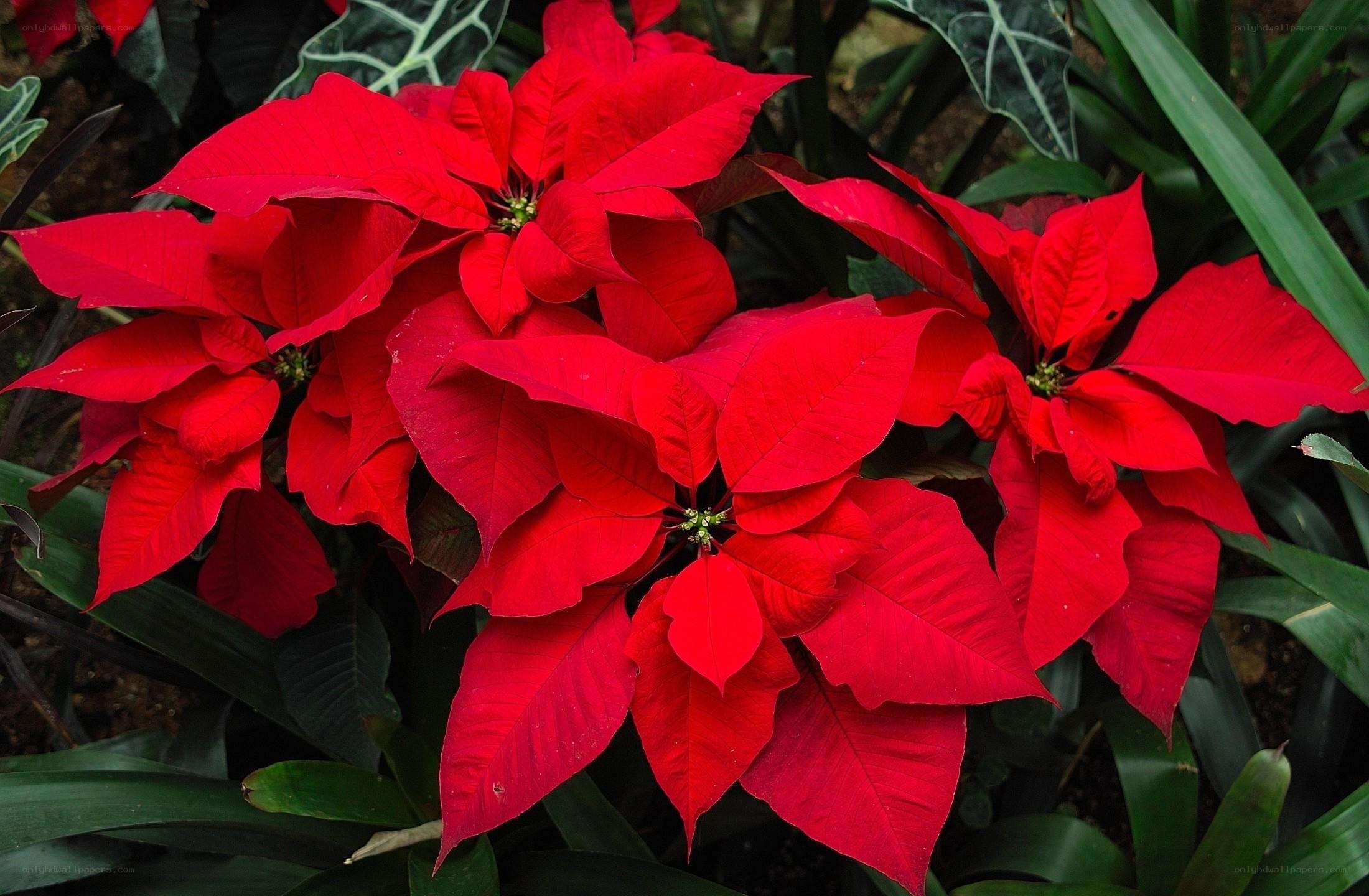 Vibrant red poinsettia flowers