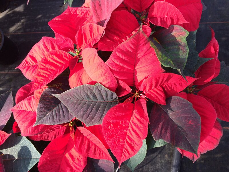 vibrant red poinsettia plant
