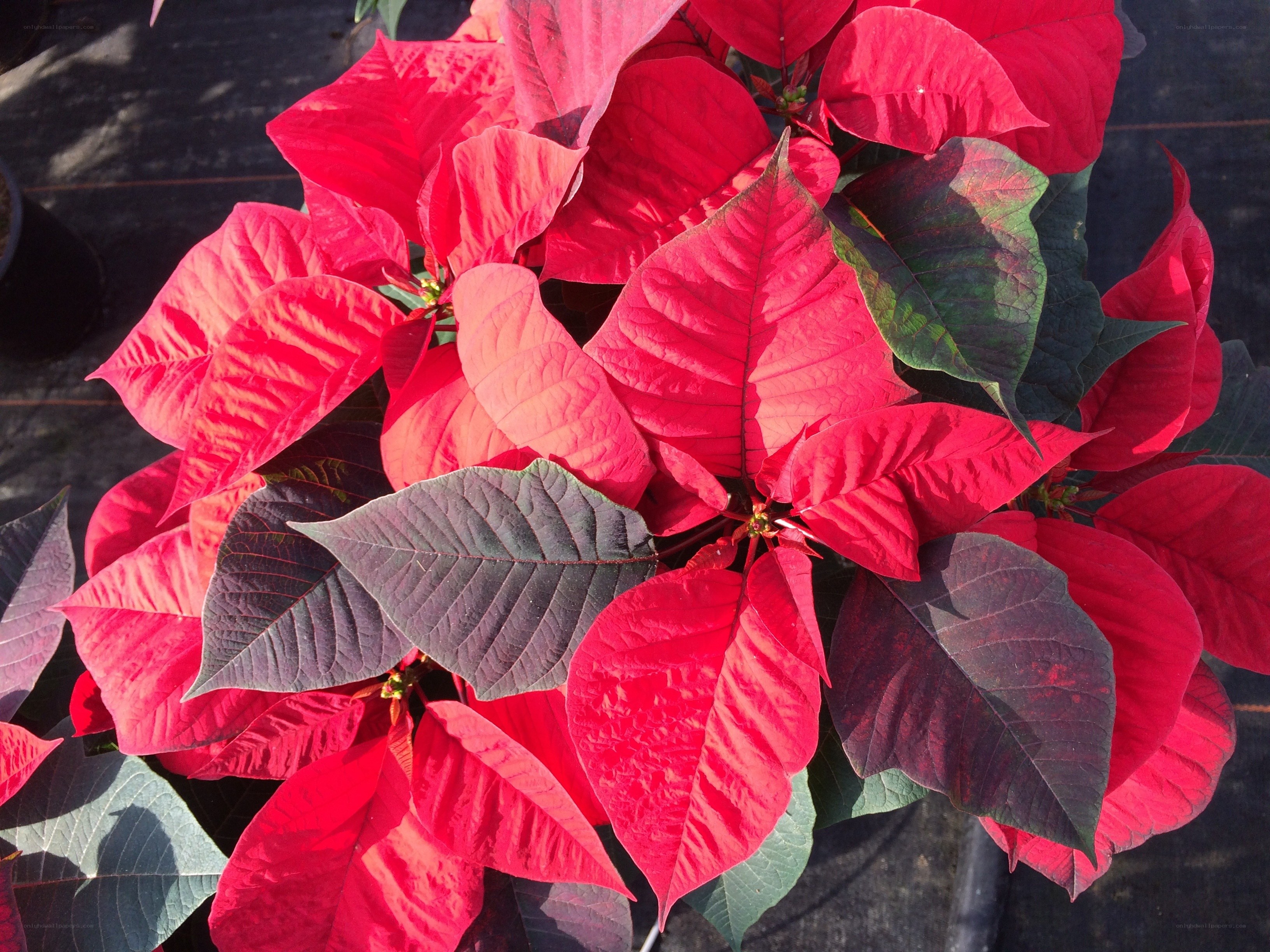 vibrant red poinsettia plant