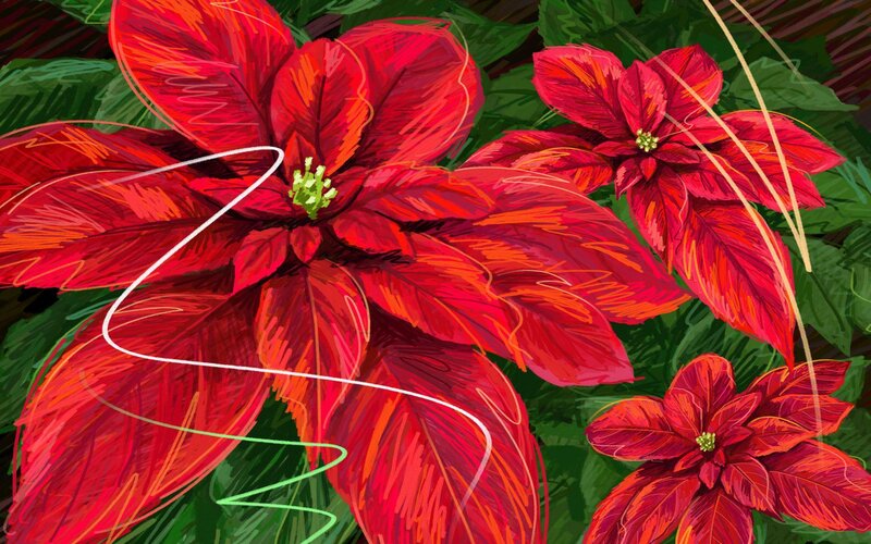 Vibrant red poinsettias in bloom