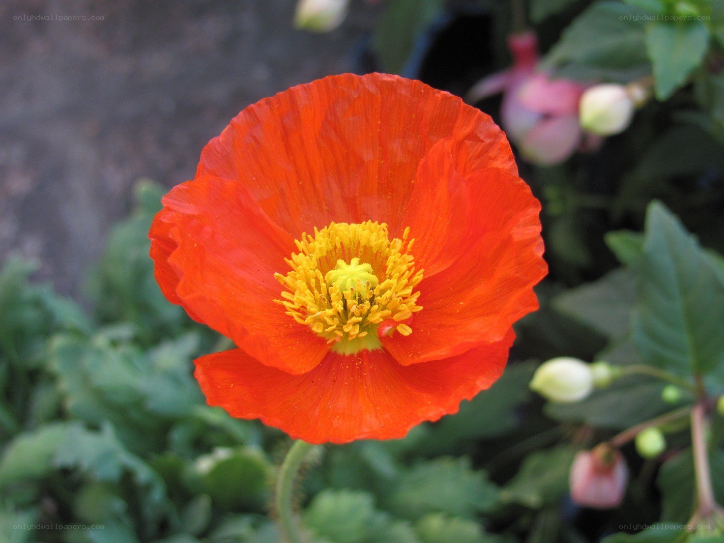 vibrant red poppy flower