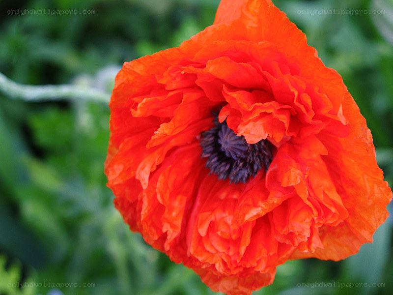vibrant red poppy flower