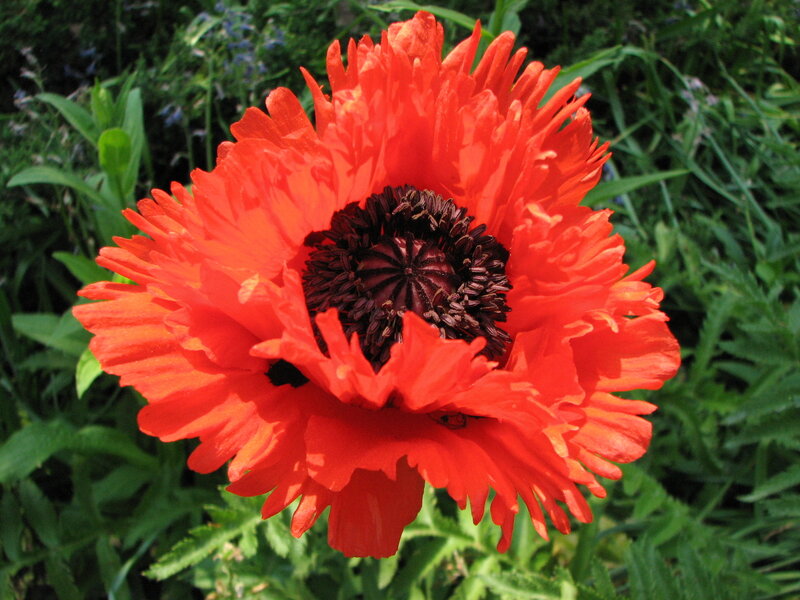 vibrant red poppy flower