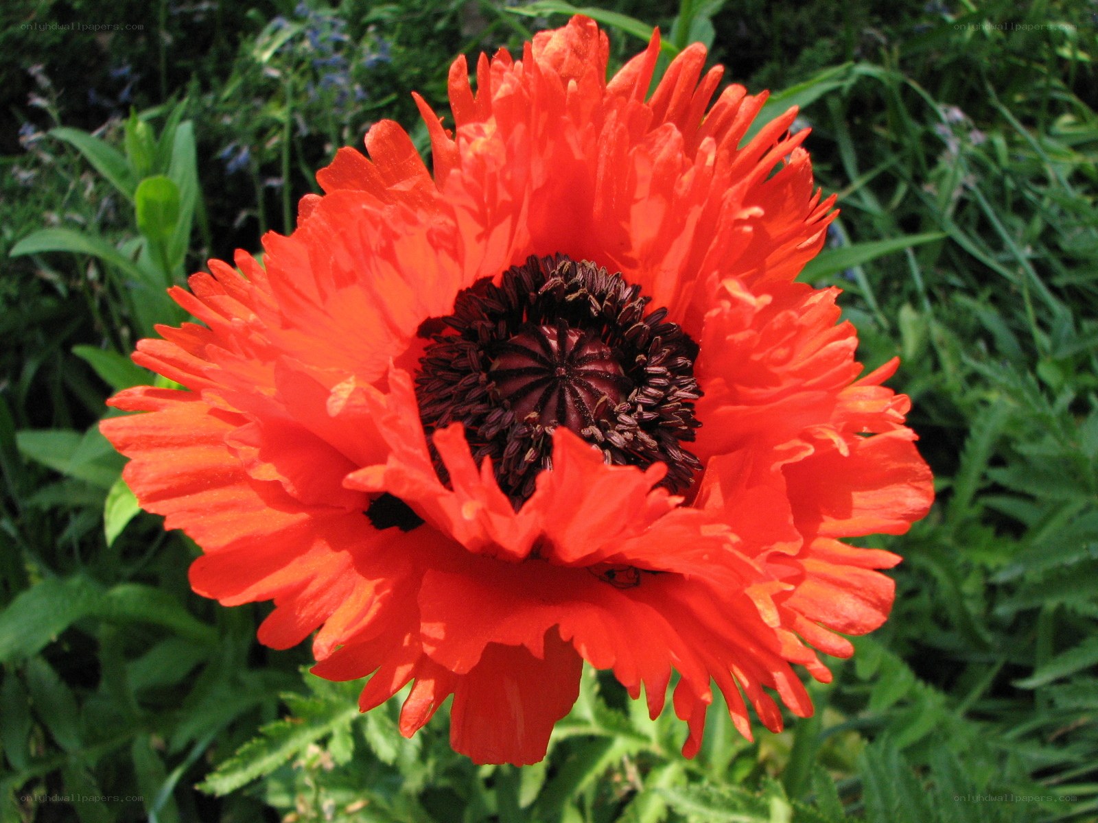 vibrant red poppy flower