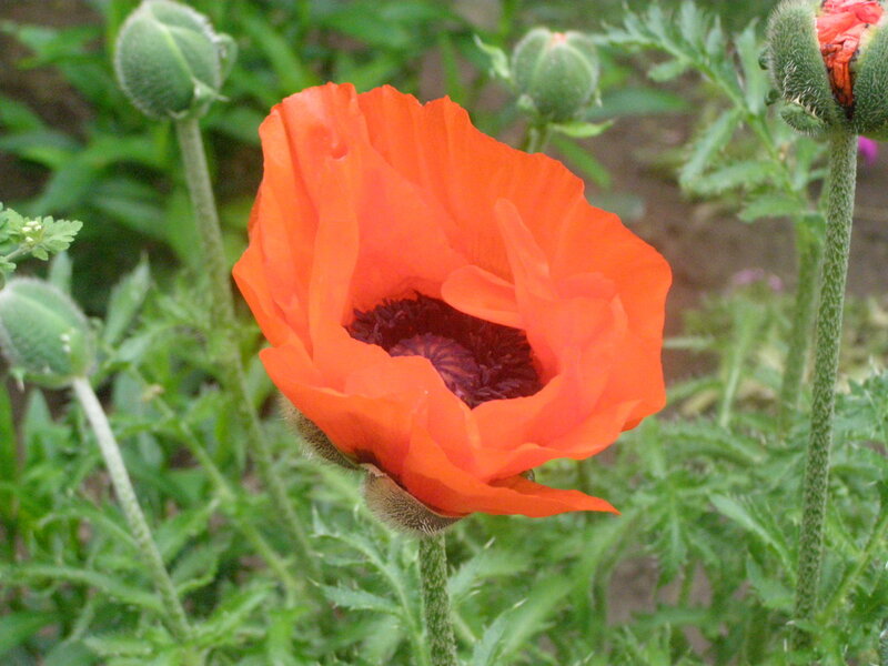 vibrant red poppy in bloom