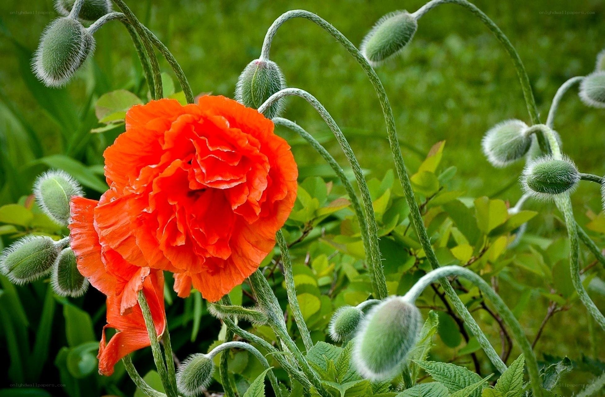 Vibrant red poppy in bloom