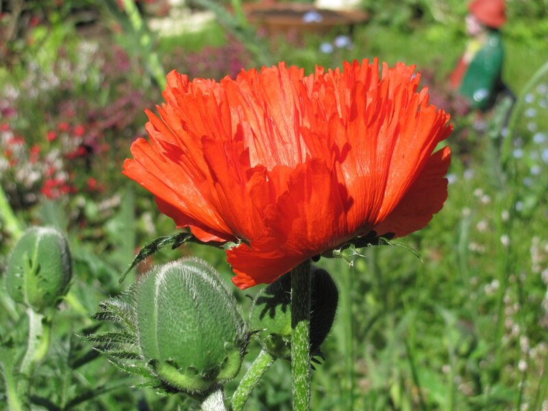 Vibrant red poppy in garden