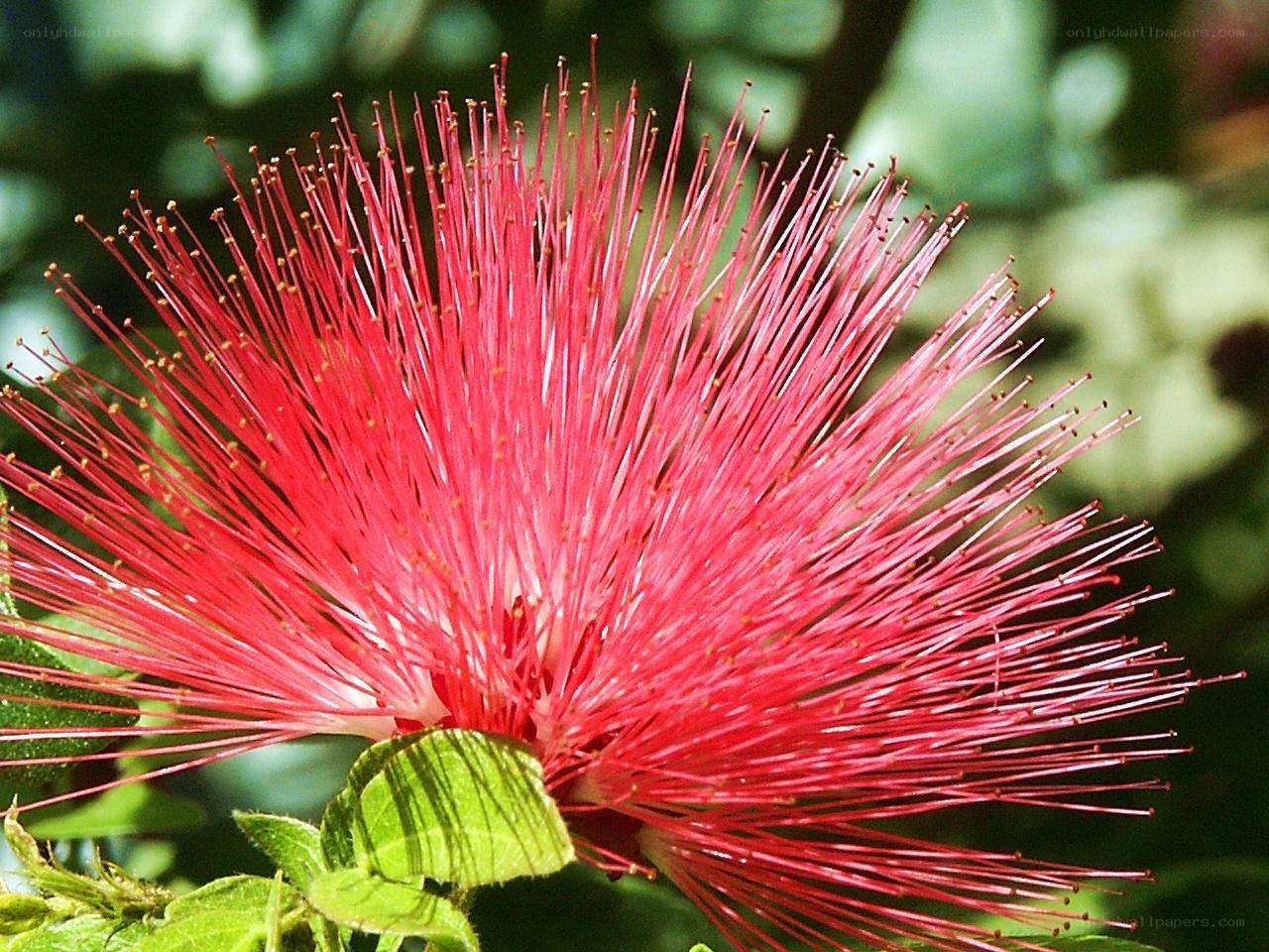vibrant red powder puff flower
