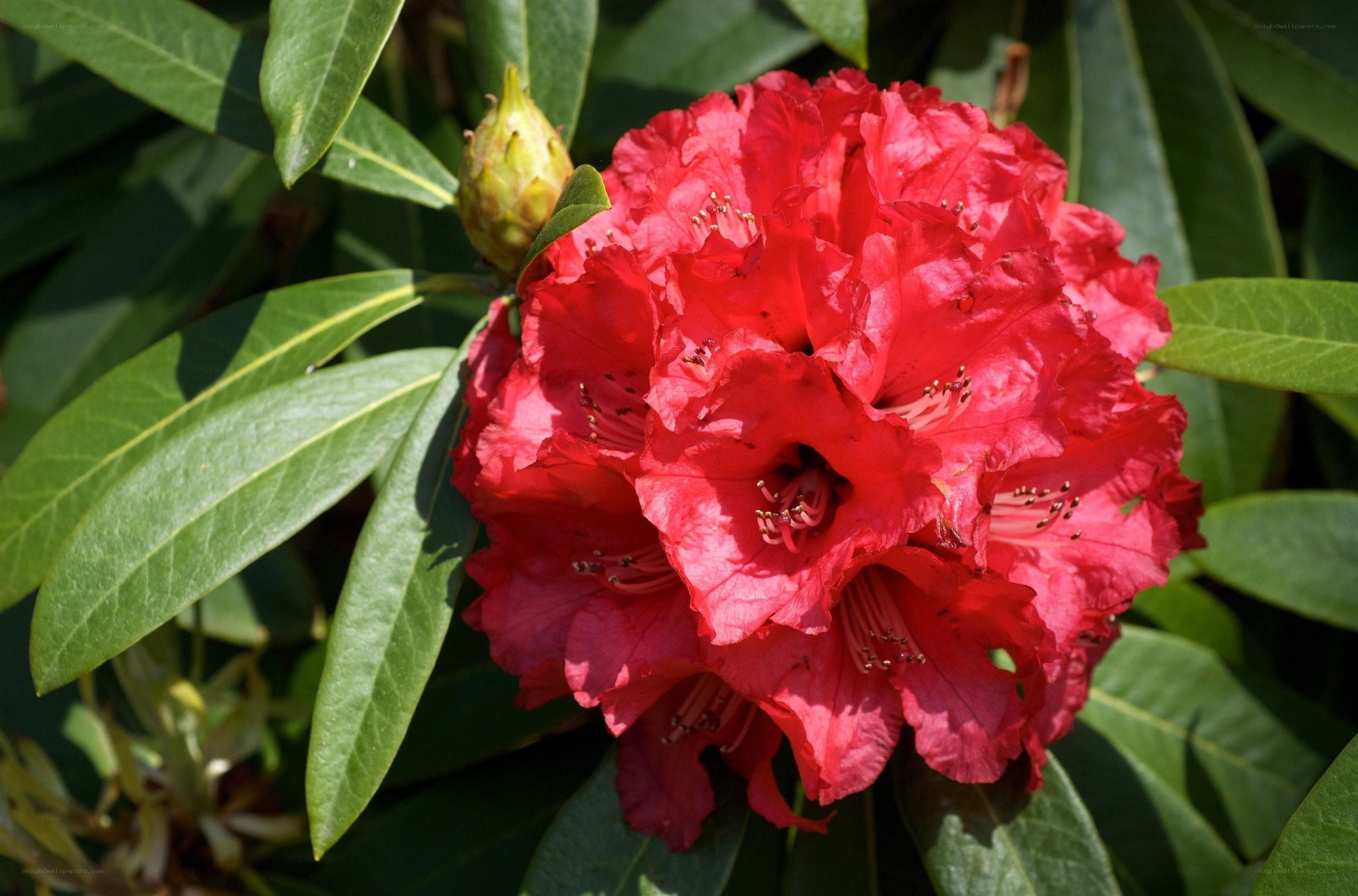 vibrant red rhododendron bloom