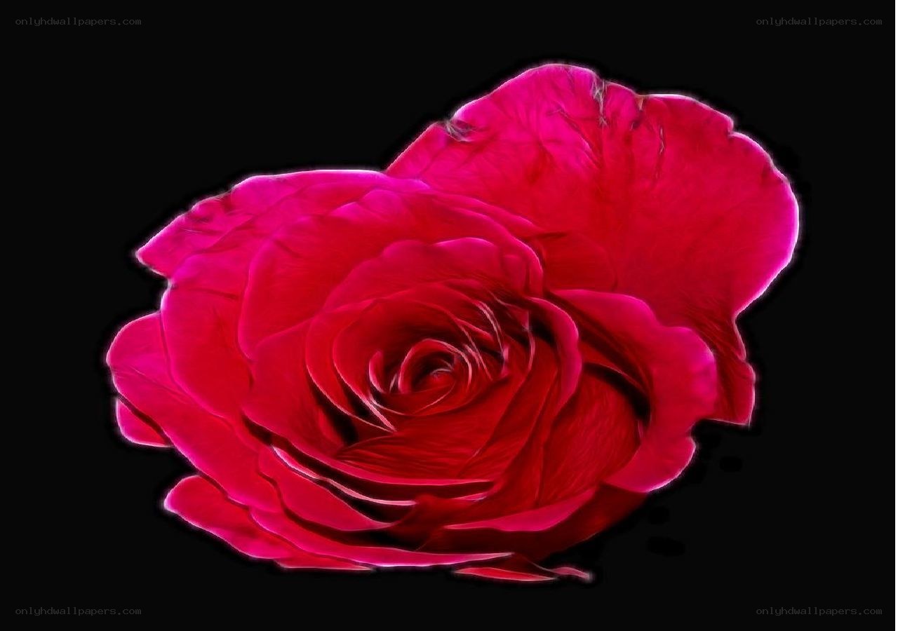 vibrant red rose