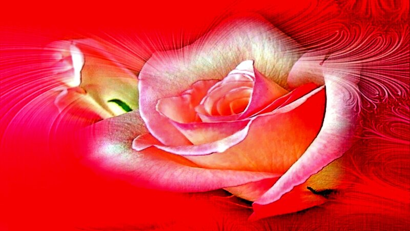 vibrant red rose artwork