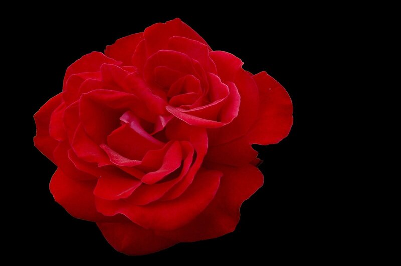 vibrant red rose bloom