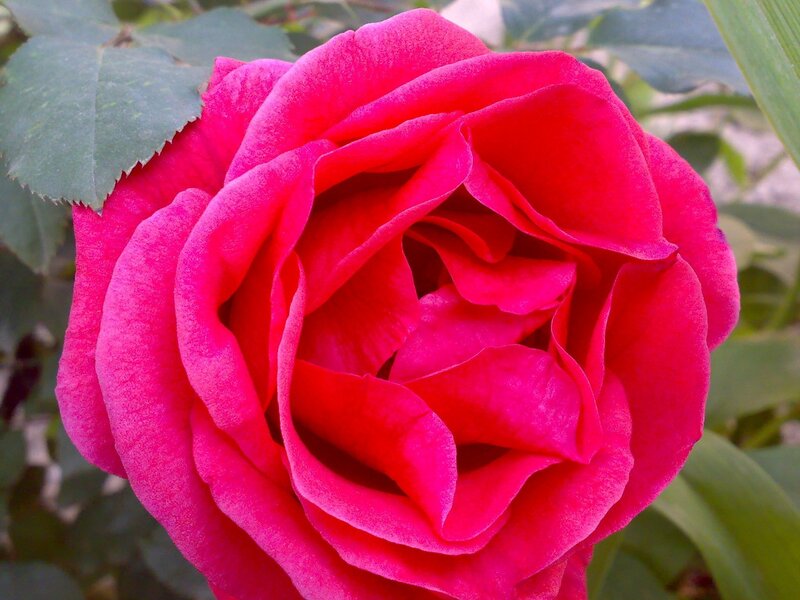 vibrant red rose bloom