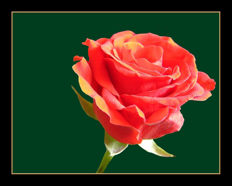 vibrant red rose bloom