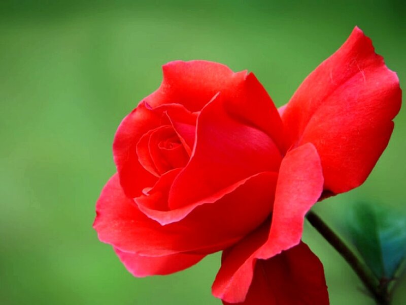 vibrant red rose bloom