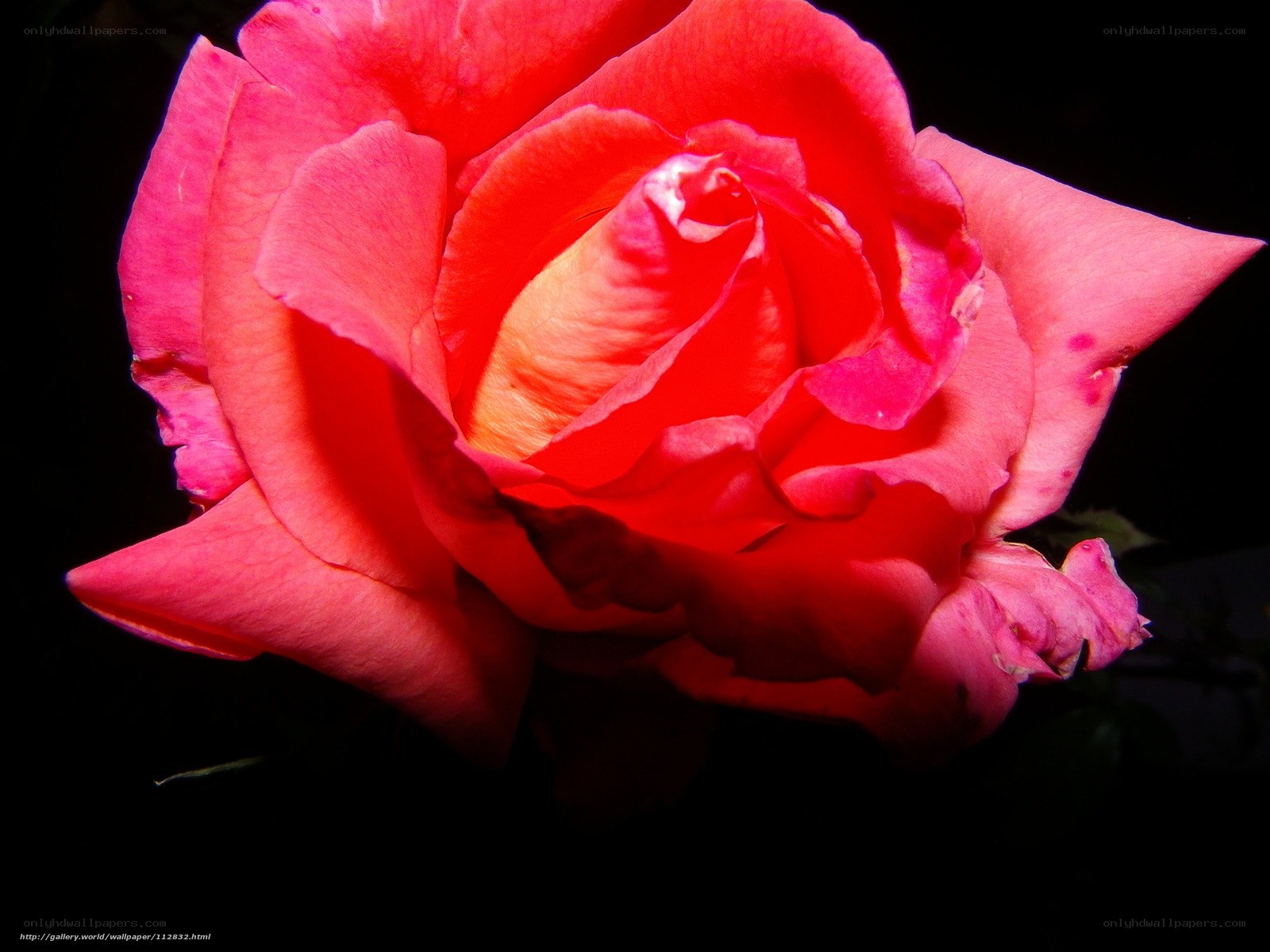vibrant red rose bloom