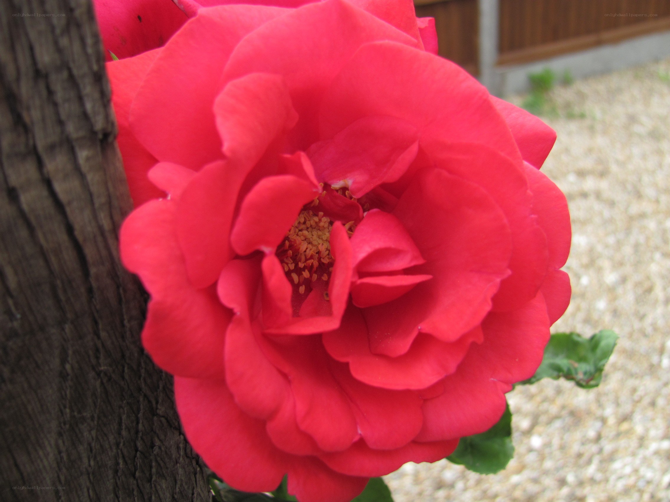 vibrant red rose in bloom