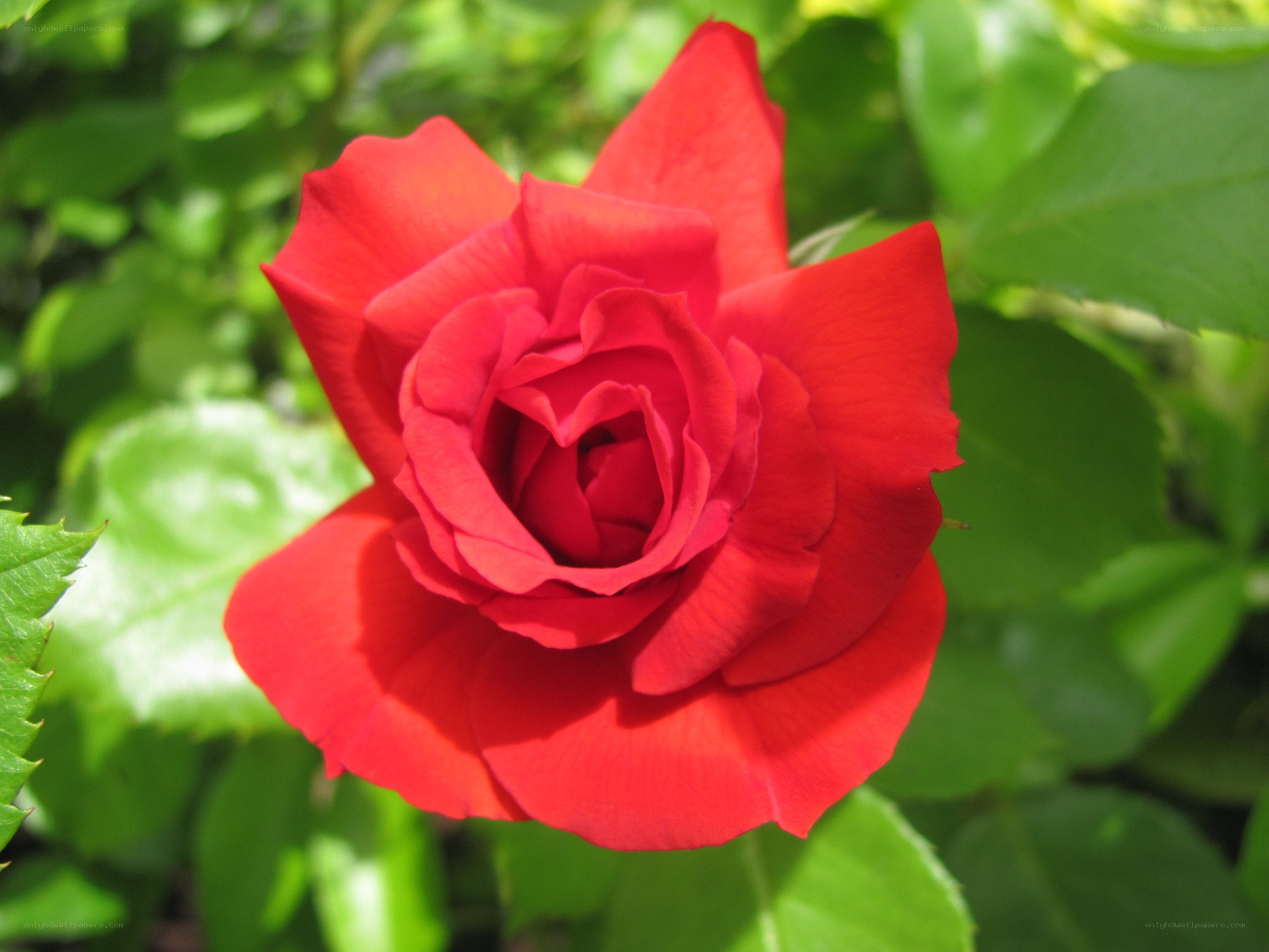 vibrant red rose in bloom