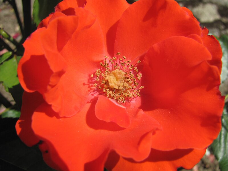 vibrant red rose in bloom