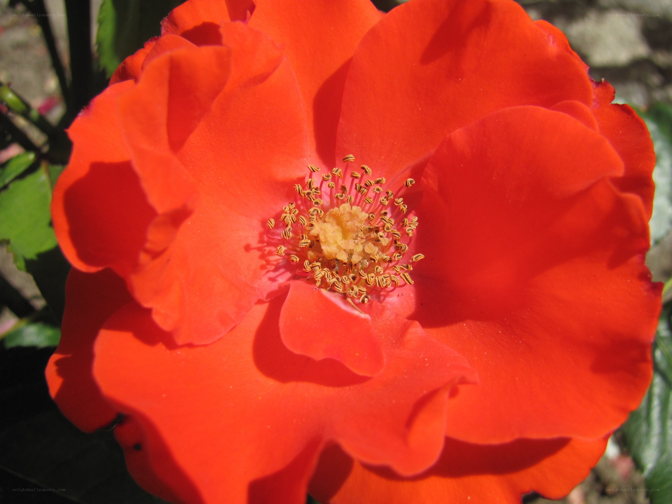 vibrant red rose in bloom