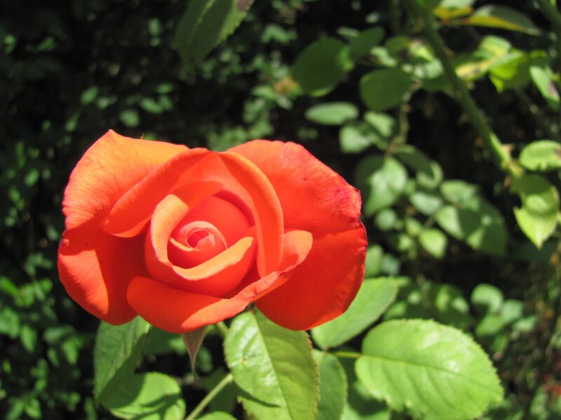 vibrant red rose in bloom