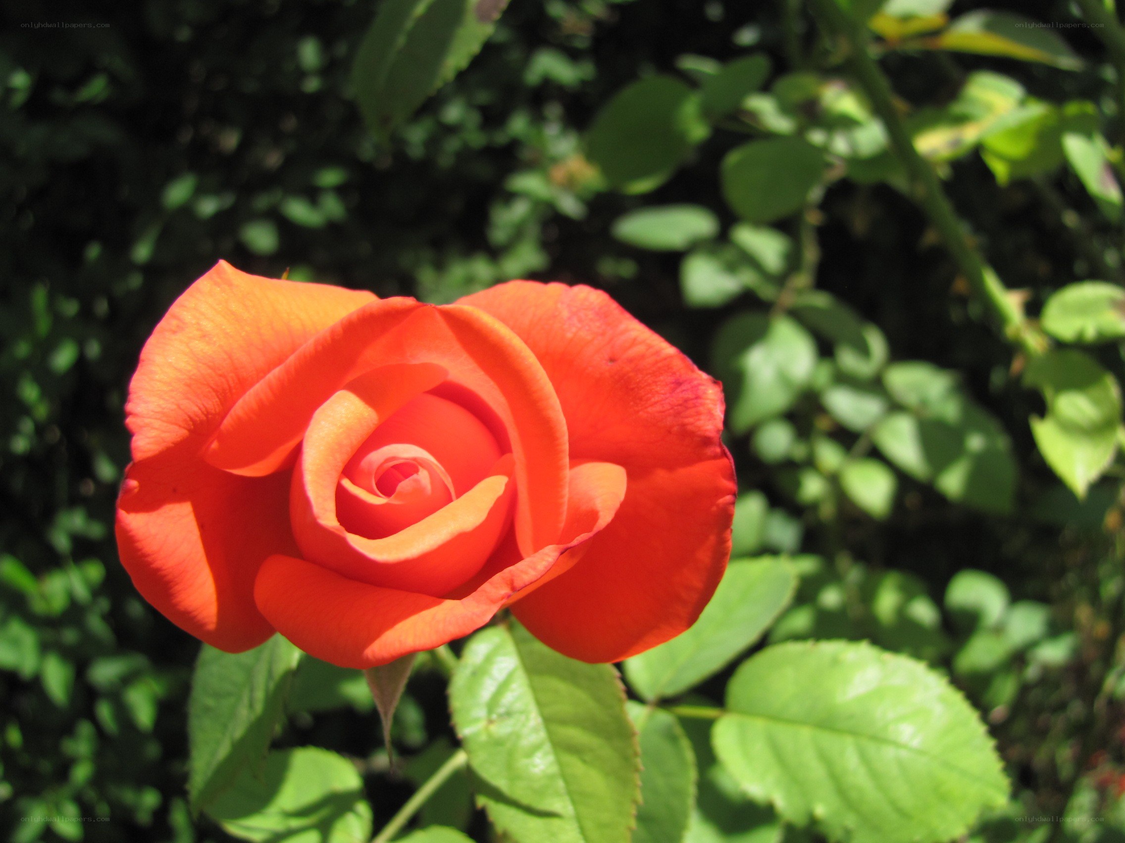 vibrant red rose in bloom