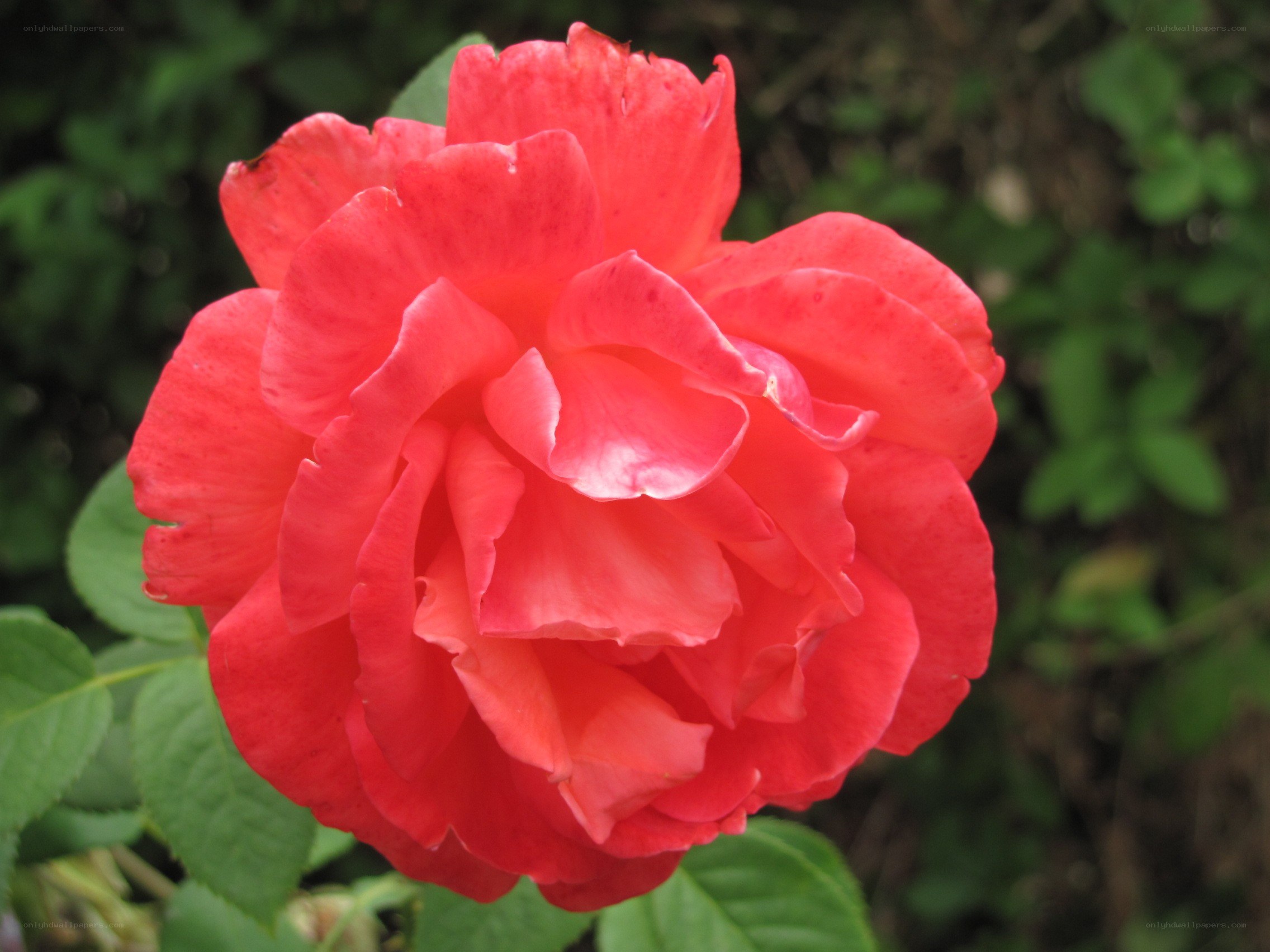 vibrant red rose in bloom
