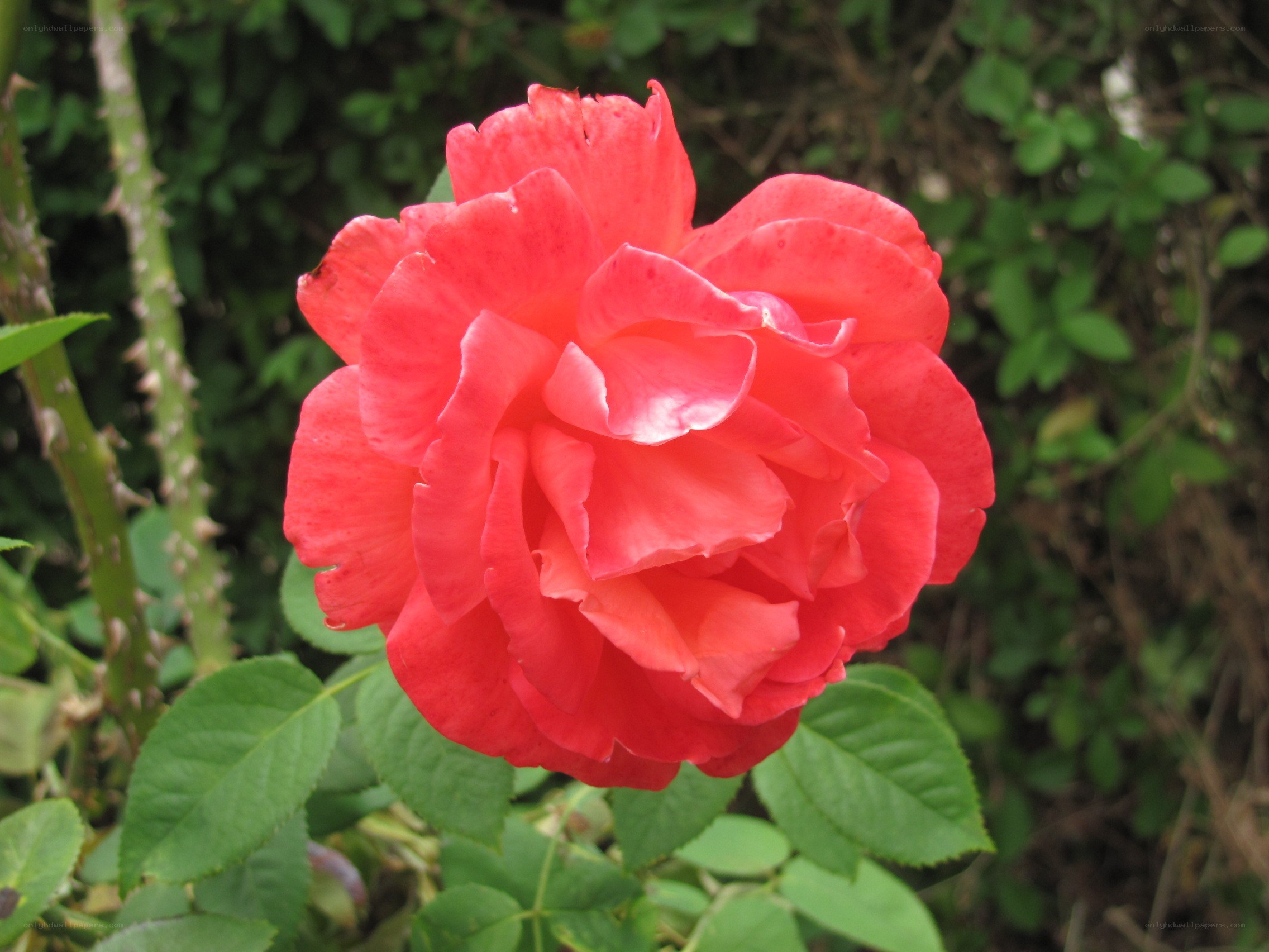 vibrant red rose in bloom
