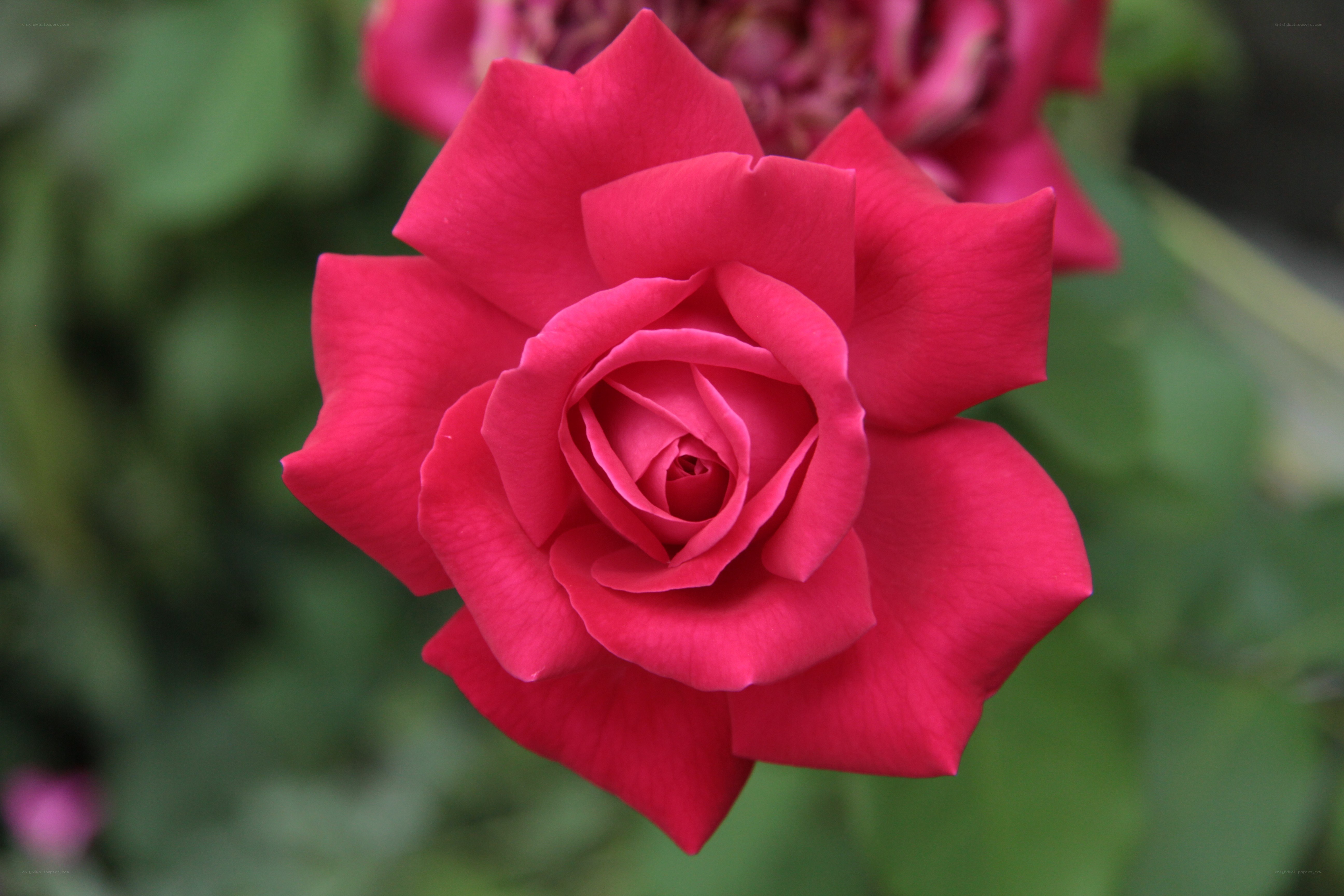 vibrant red rose in bloom