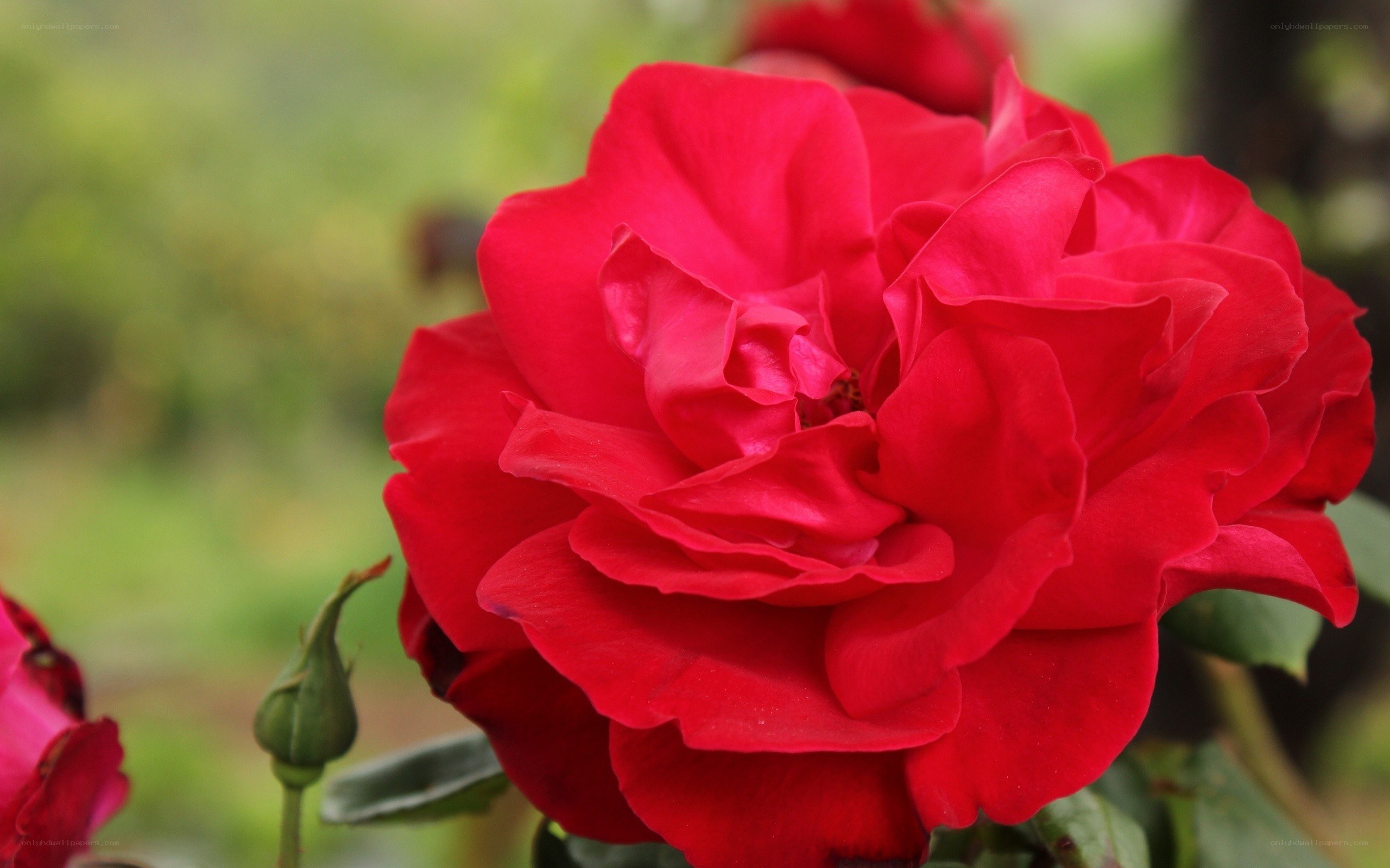 vibrant red rose in bloom