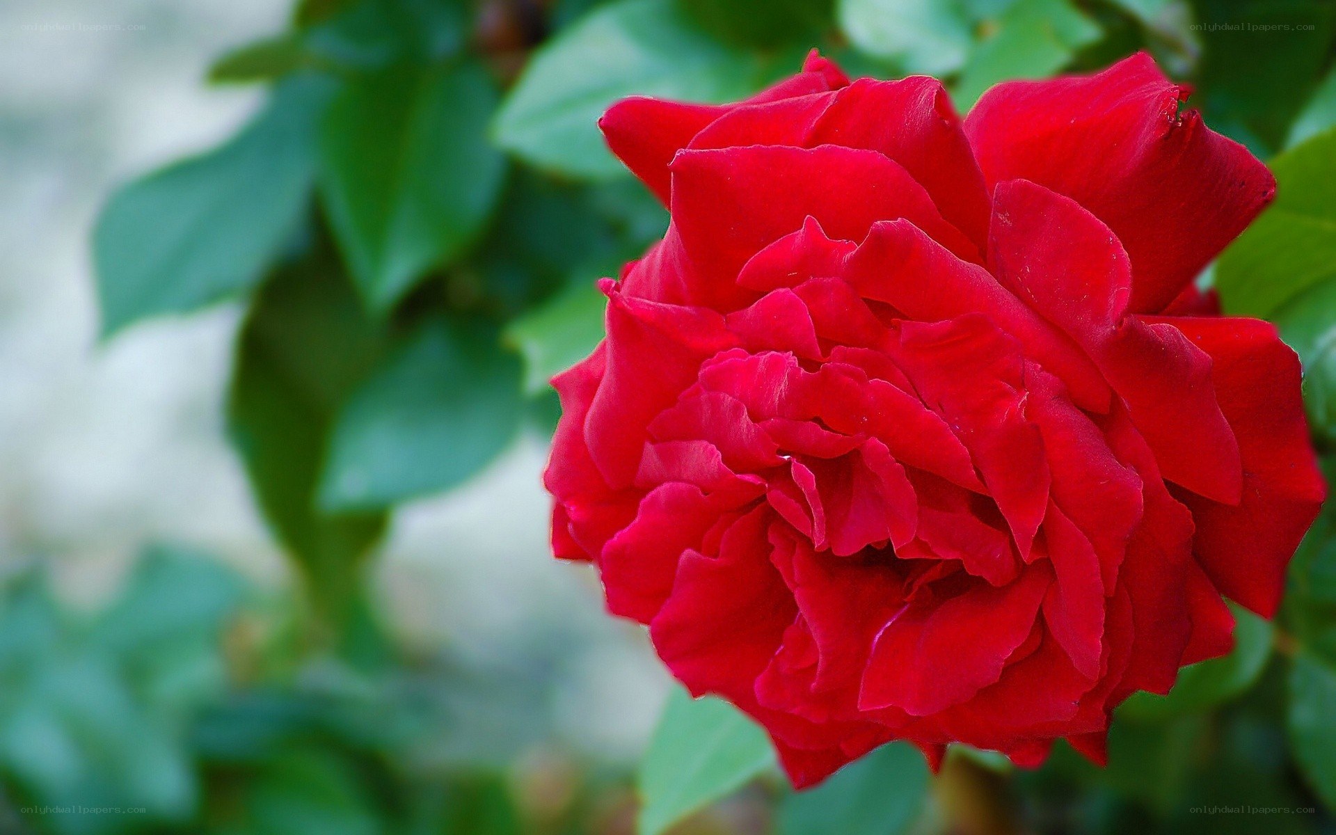 vibrant red rose in bloom