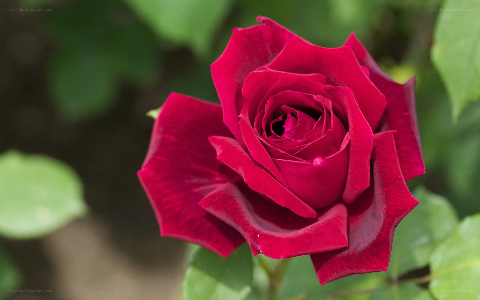 vibrant red rose in bloom