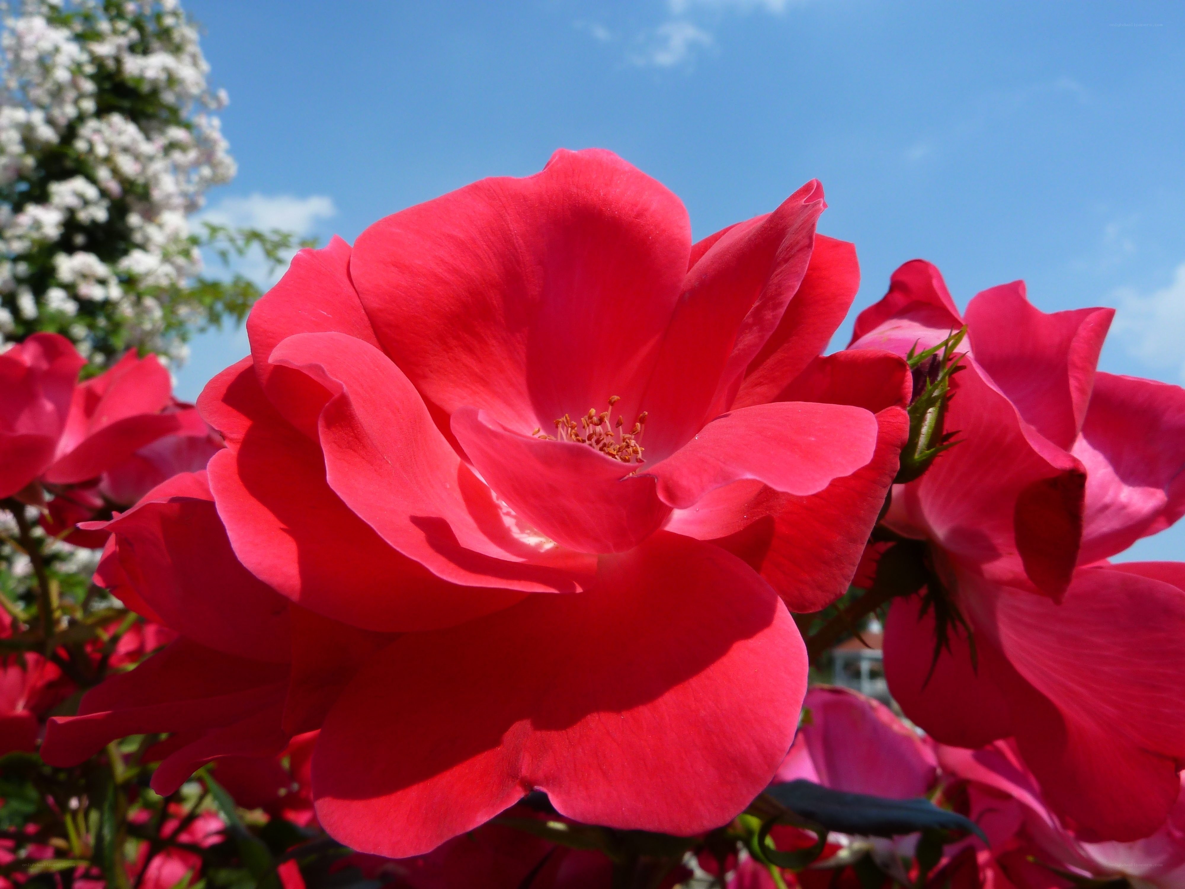 Vibrant red rose in bloom