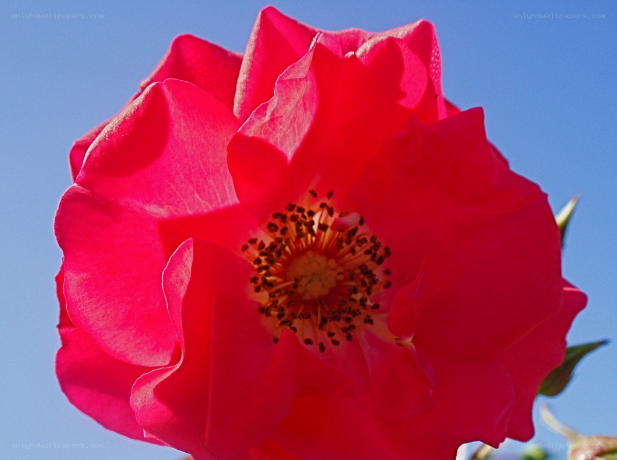 vibrant red rose in bloom