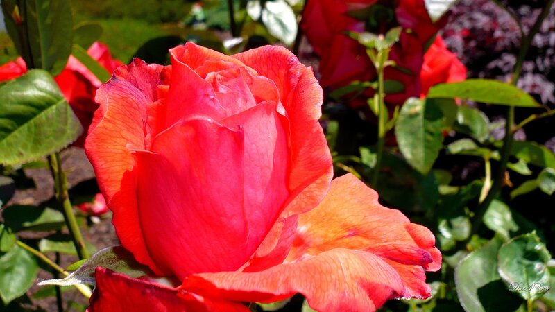 vibrant red rose in bloom