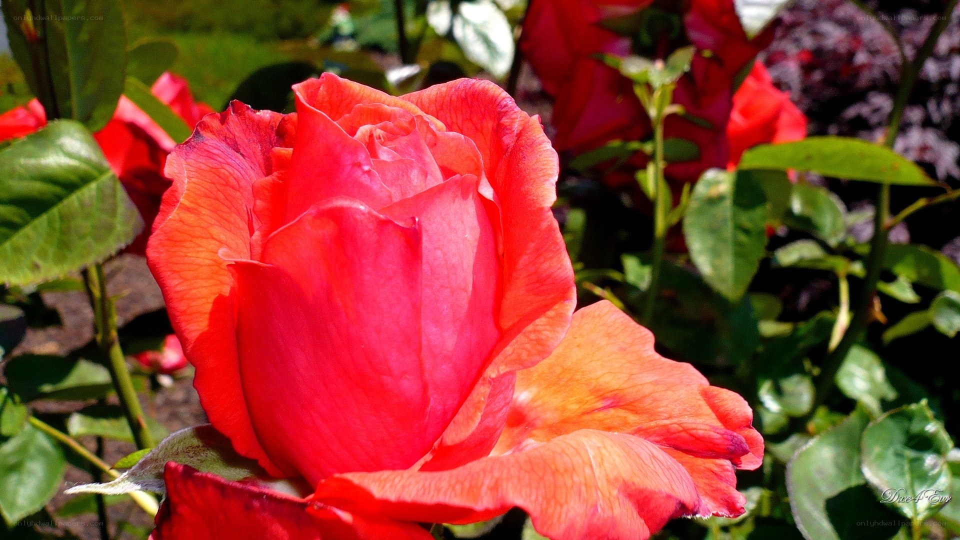 vibrant red rose in bloom