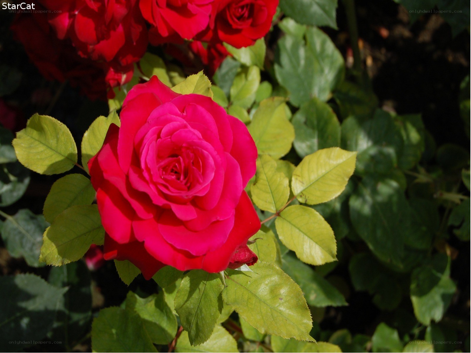 vibrant red rose in bloom