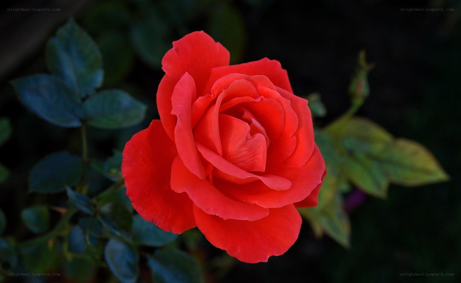 vibrant red rose in bloom
