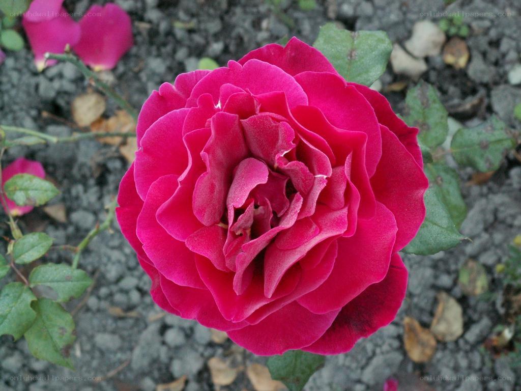 vibrant red rose in bloom