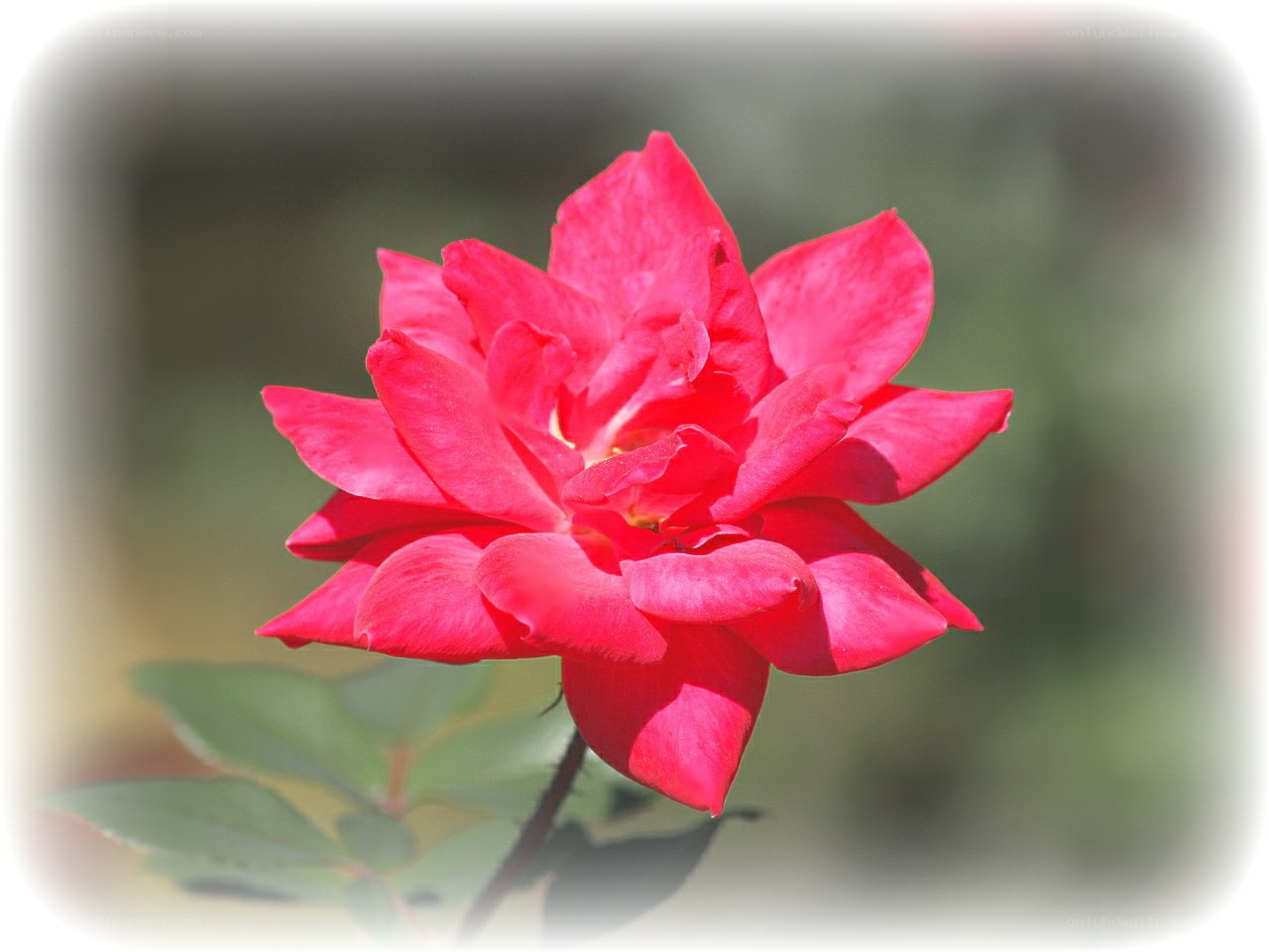 vibrant red rose in bloom