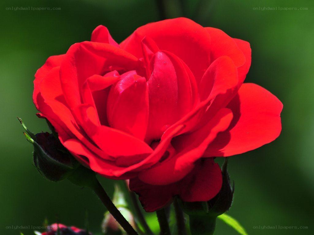 vibrant red rose in bloom