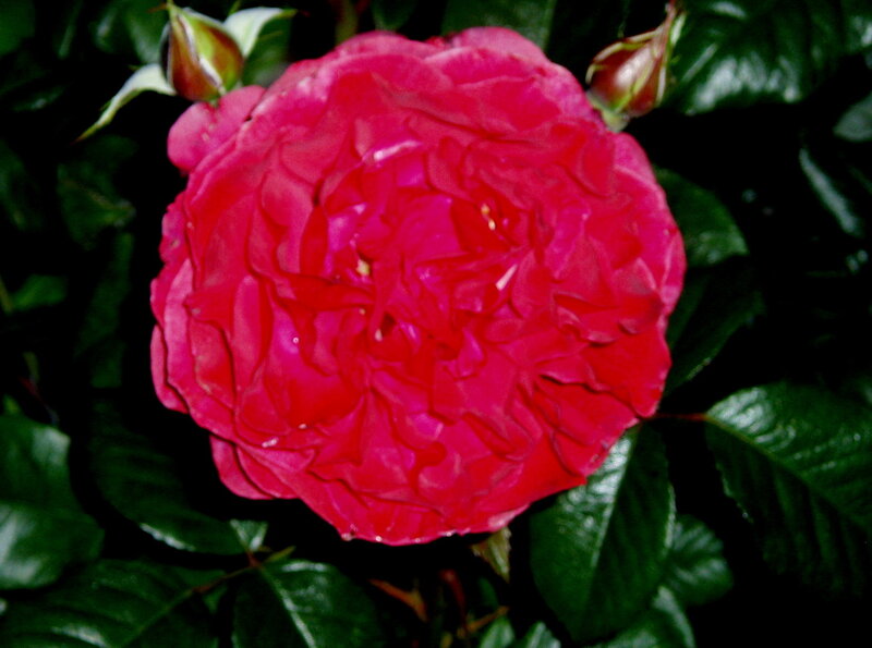 vibrant red rose in bloom