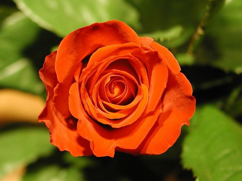 vibrant red rose in bloom