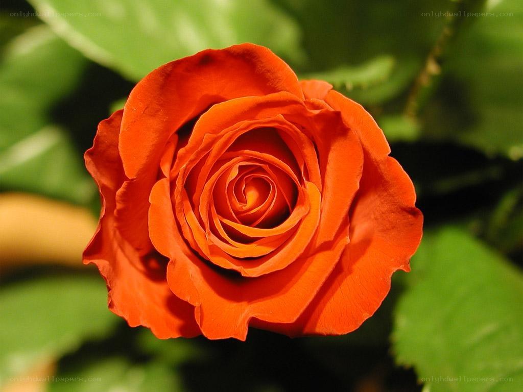 vibrant red rose in bloom