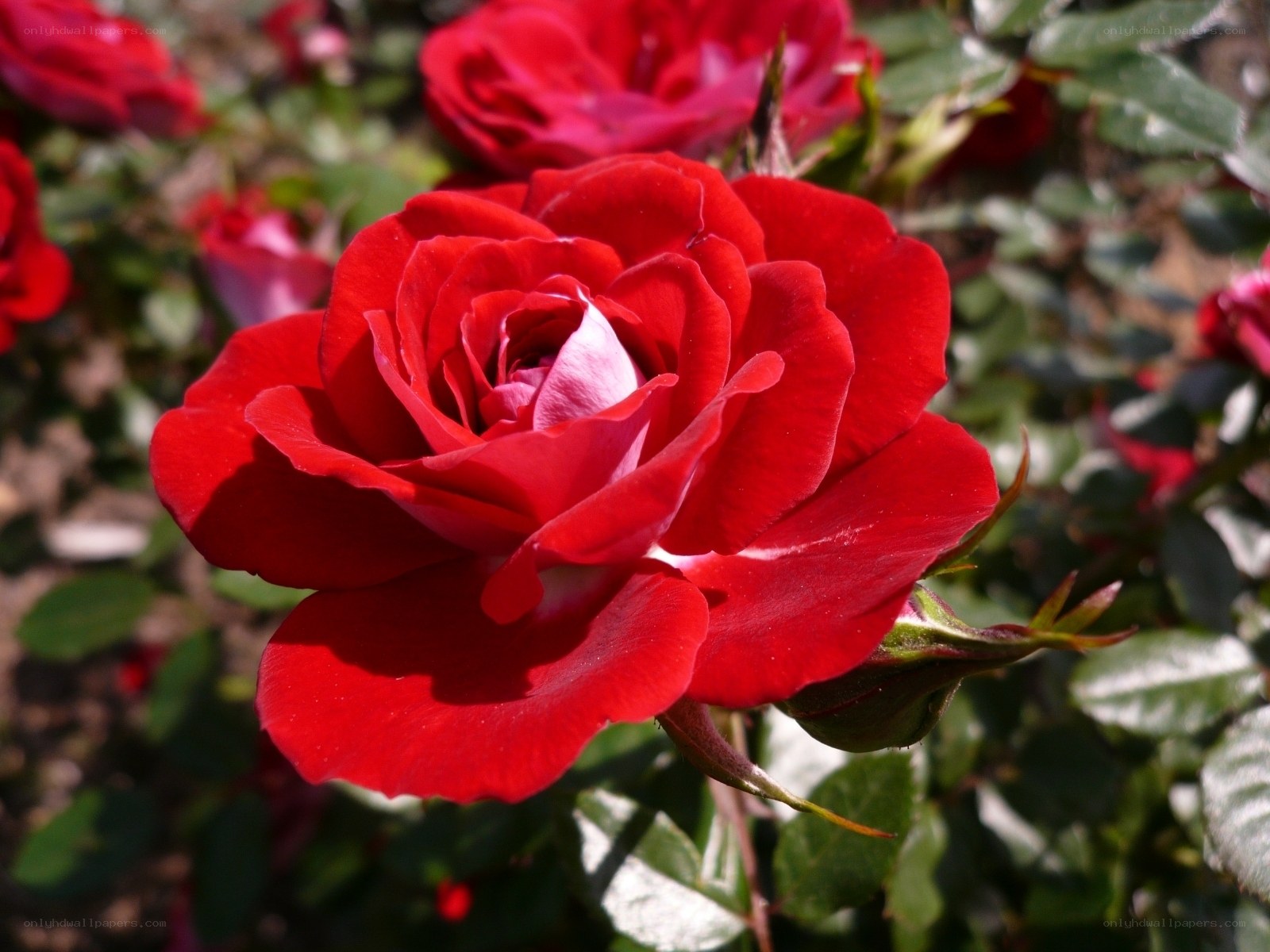 Vibrant red rose in bloom