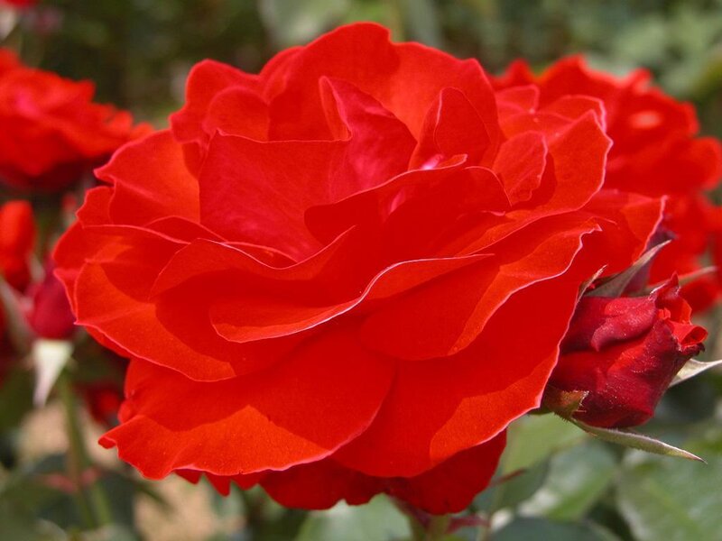 vibrant red rose in bloom